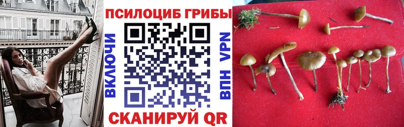 купить   Чехов  Псилоцибиновые грибы Psilocybine cubensis 